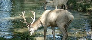 cerf02
