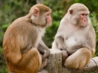 singe